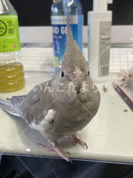 迷い鳥の写真