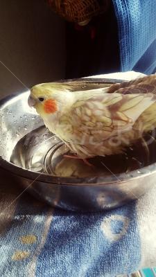 迷い鳥の写真