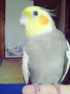 迷い鳥の写真