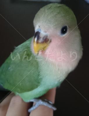迷い鳥の写真