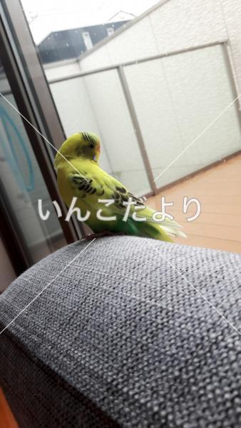 迷い鳥の写真