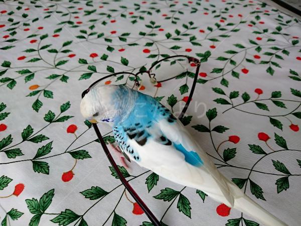 迷い鳥の写真