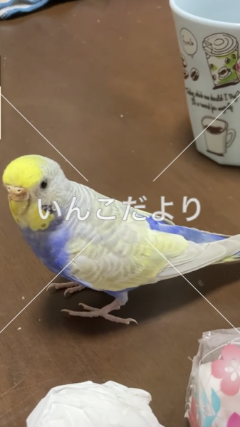 迷い鳥の写真