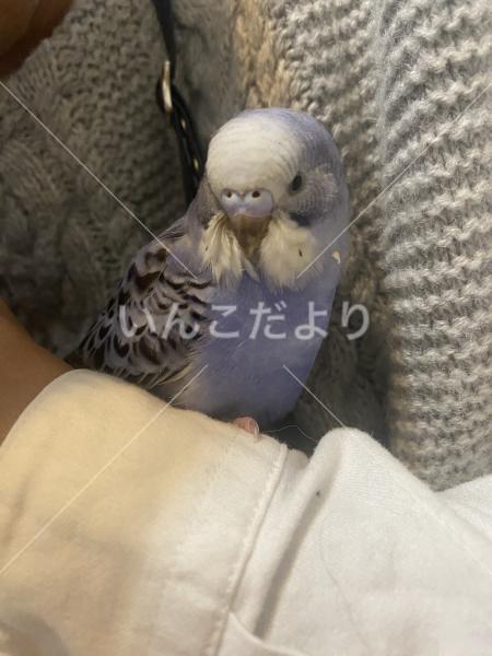保護鳥の写真