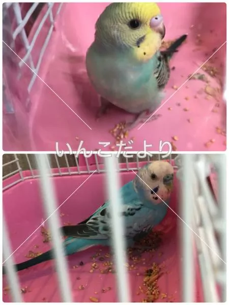 保護鳥の写真