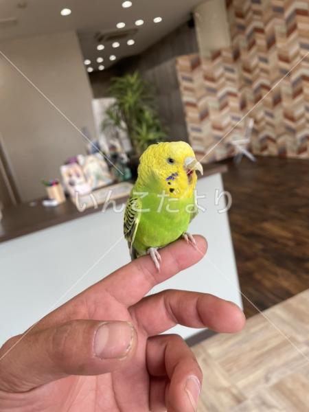保護鳥の写真