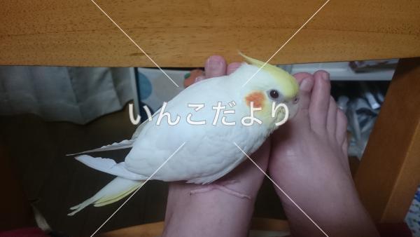 迷い鳥の写真
