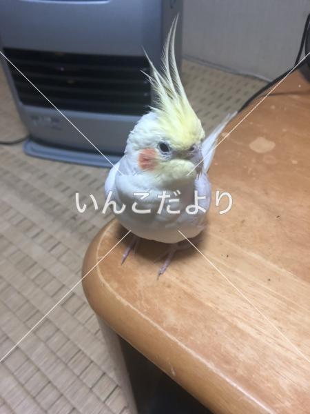 迷い鳥の写真