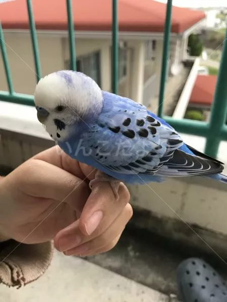 保護鳥の写真