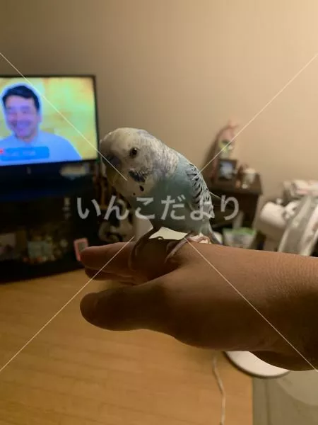 保護鳥の写真