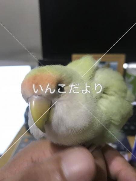 迷い鳥の写真