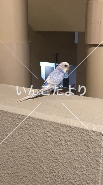 保護鳥の写真