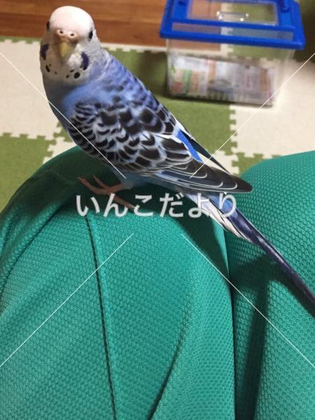迷い鳥の写真