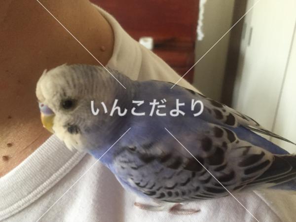 迷い鳥の写真