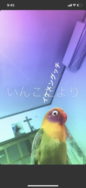 迷い鳥の写真