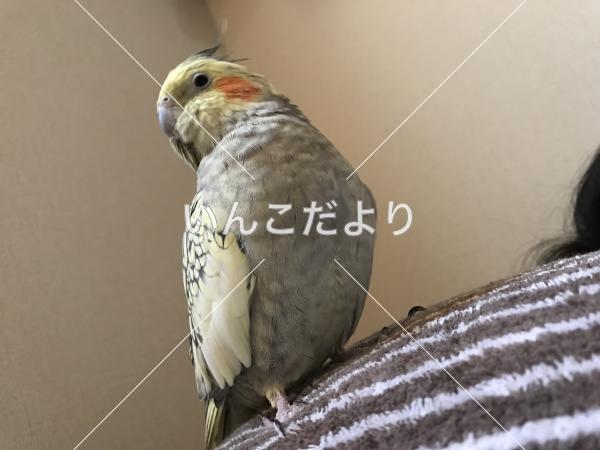 迷い鳥の写真