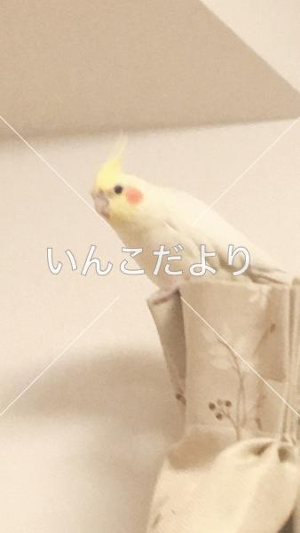 迷い鳥の写真
