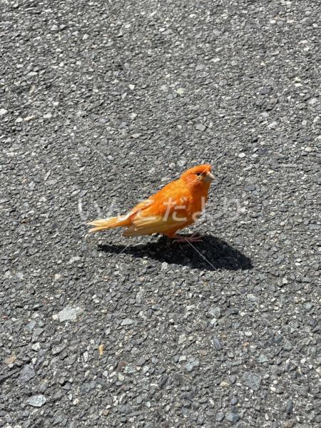 保護鳥の写真