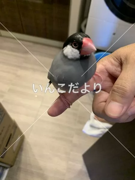 保護鳥の写真