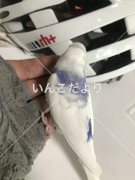 保護鳥の写真