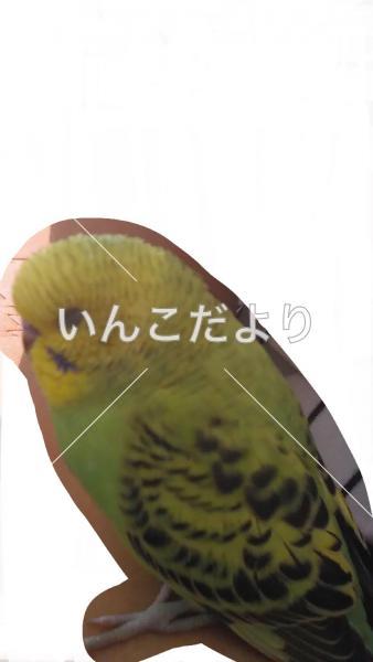 迷い鳥の写真