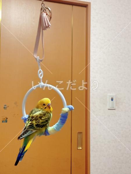 迷い鳥の写真