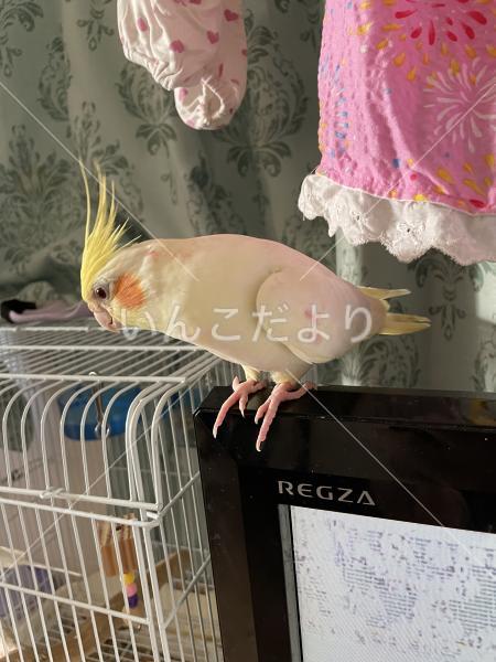 迷い鳥の写真