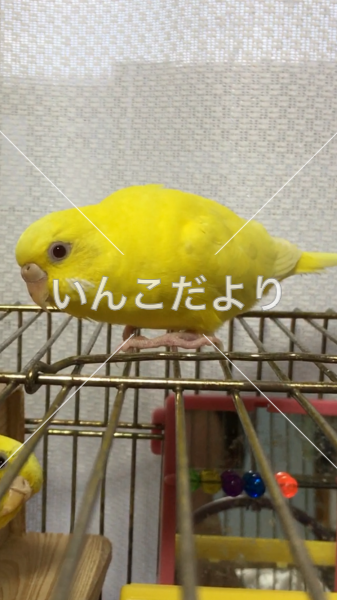 迷い鳥の写真