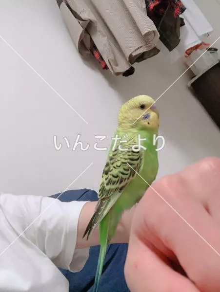 保護鳥の写真