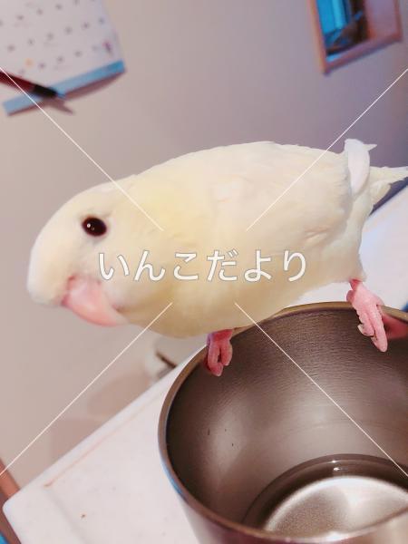 迷い鳥の写真