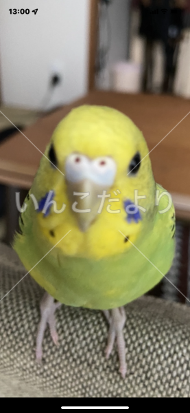 迷い鳥の写真