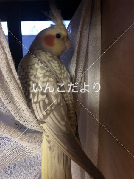 迷い鳥の写真
