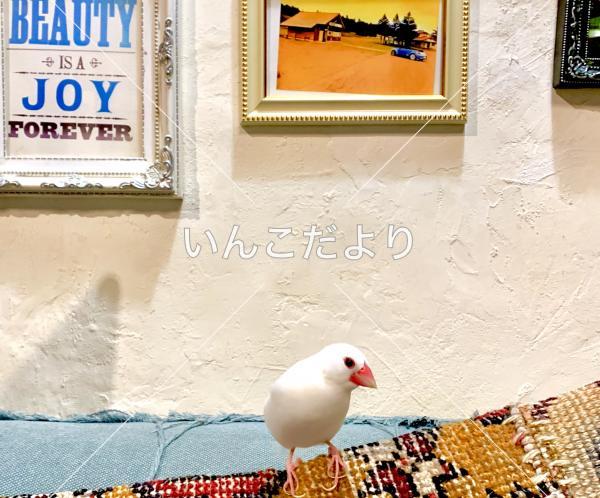 迷い鳥の写真