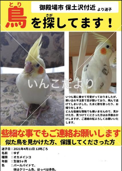 迷い鳥の写真
