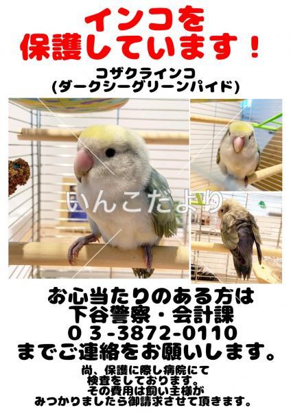 保護鳥の写真