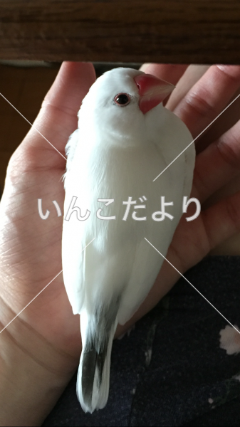 迷い鳥の写真