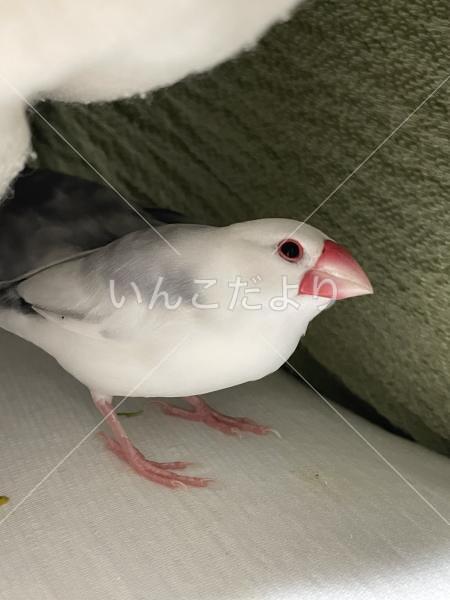 迷い鳥の写真