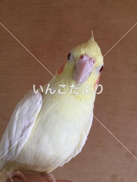 迷い鳥の写真