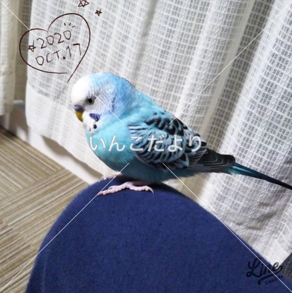 迷い鳥の写真