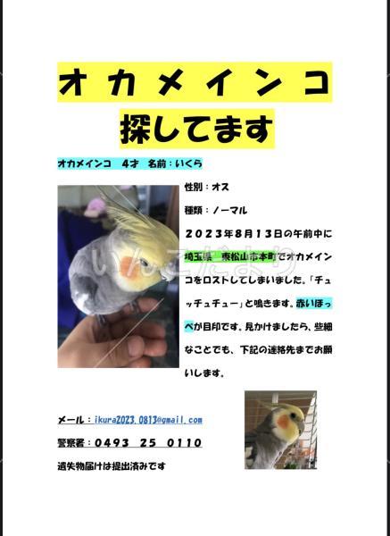 迷い鳥の写真