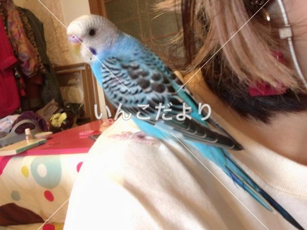 迷い鳥の写真