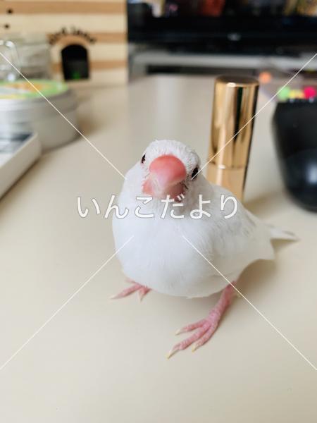 迷い鳥の写真