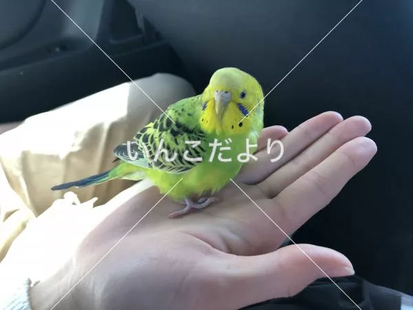 保護鳥の写真