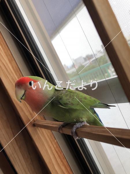 保護鳥の写真