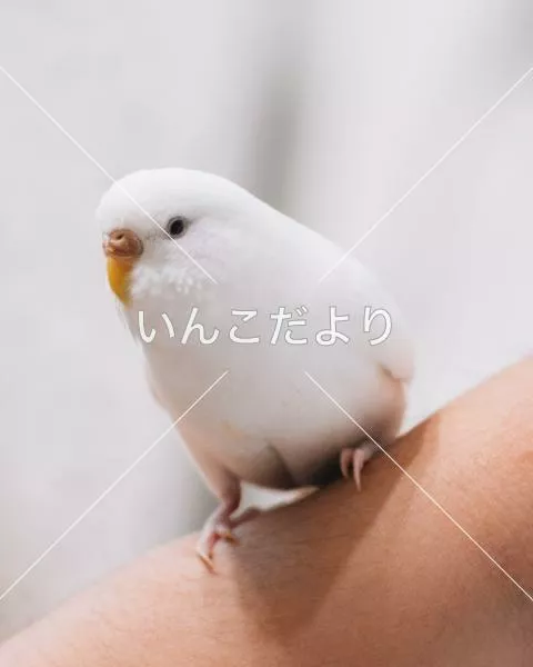 迷い鳥の写真