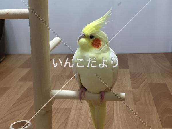 迷い鳥の写真