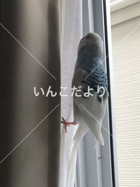 保護鳥の写真