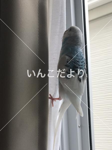 保護鳥の写真