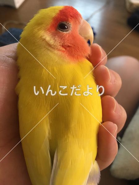迷い鳥の写真