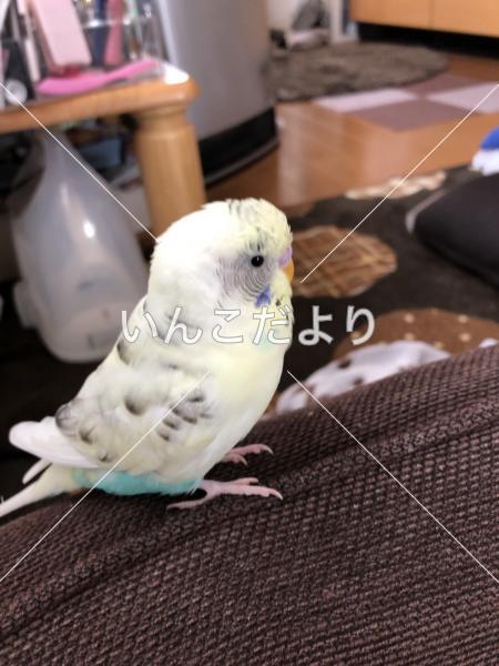 迷い鳥の写真
